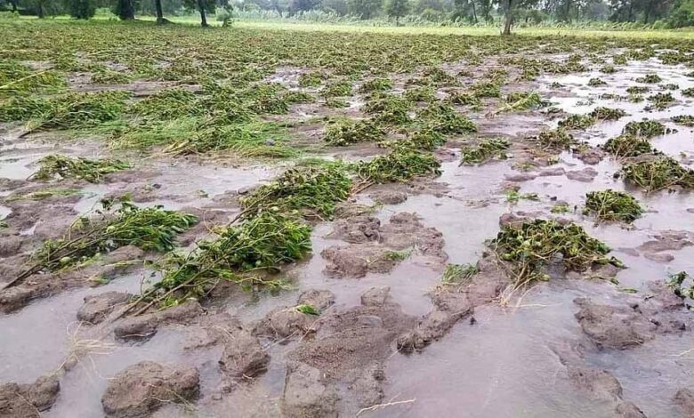 बढ़ती गर्मी और चक्रवाती सिस्टम के साथ आई आर्द्र हवा ने रात में 24.2 मिमी तक पानी बरसा दिया, किसानों को राहत