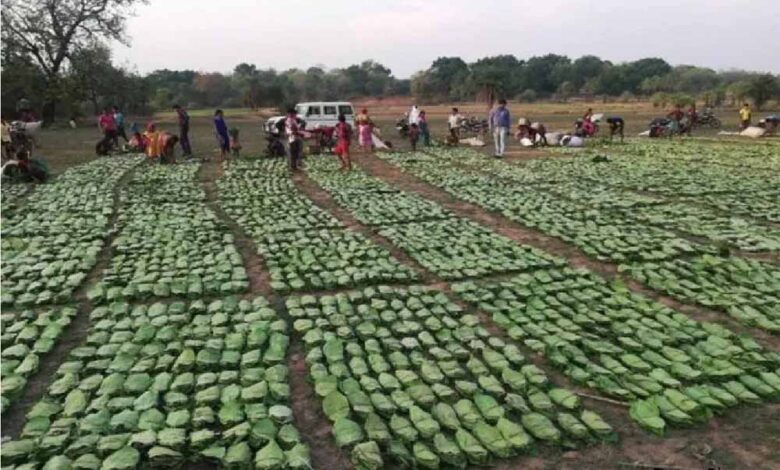 तेंदू पत्ता तोड़ाई और सँग्रह का कार्य चल रहा युद्ध स्तर पर : बनमण्डलाधिकारी सिंगरौली
