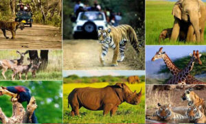 वन,-वन्यजीव-और-पर्यावरण-कानूनों-के-प्रभावी-क्रियान्वयन-के-लिए-न्यायिक-एवं-प्रशासनिक-समन्वय-ज़रूरी